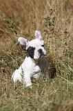 BOULEDOGUE FRANCAIS 253